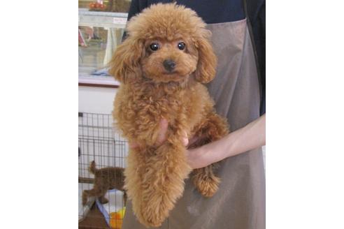 成約済の茨城県のトイプードル-63144の2枚目