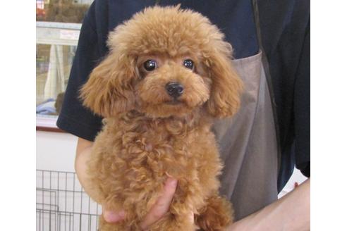 成約済の茨城県のトイプードル-63144の1枚目