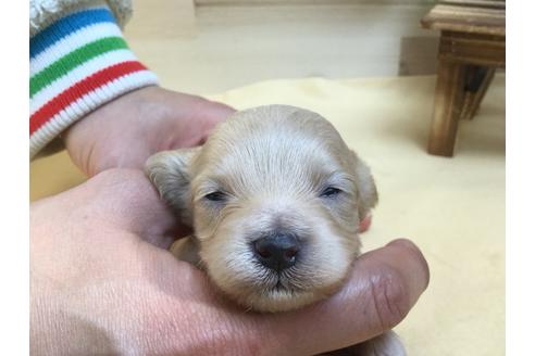 成約済の静岡県のマルプー:マルチーズ×トイプードル-63146の4枚目