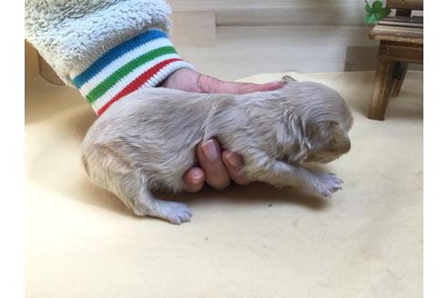 成約済の静岡県のマルプー:マルチーズ×トイプードル-63146の3枚目