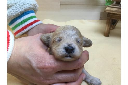 成約済の静岡県のマルプー:マルチーズ×トイプードル-63147の4枚目