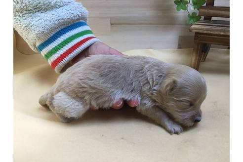 成約済の静岡県のマルプー:マルチーズ×トイプードル-63147の3枚目