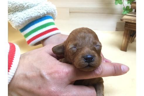 成約済の静岡県のトイプードル-63148の3枚目