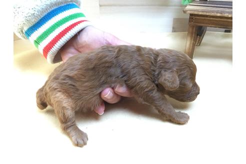 成約済の静岡県のトイプードル-63148の2枚目