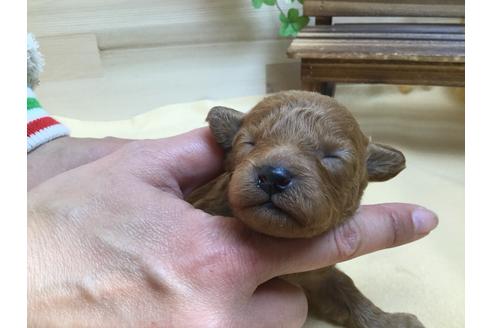 成約済の静岡県のトイプードル-63149の3枚目