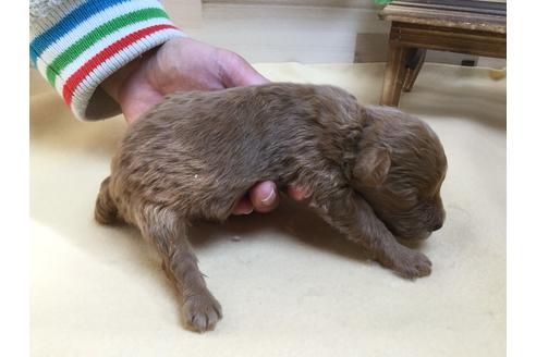 成約済の静岡県のトイプードル-63149の2枚目