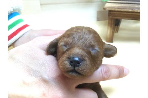 成約済の静岡県のトイプードル-63150の3枚目