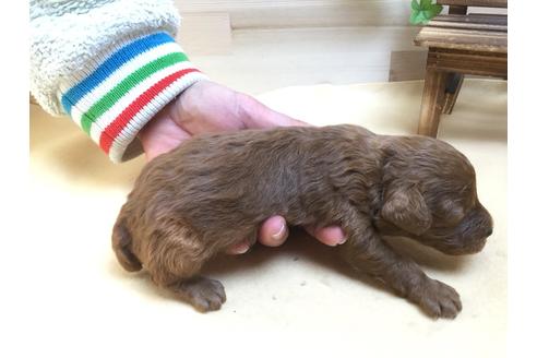 成約済の静岡県のトイプードル-63150の2枚目