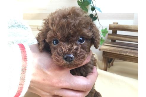 成約済の静岡県のトイプードル-62164