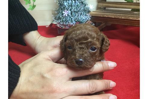 成約済の静岡県のトイプードル-62164の2枚目