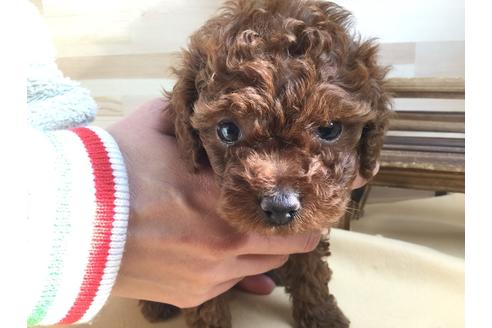 成約済の静岡県のトイプードル-62167