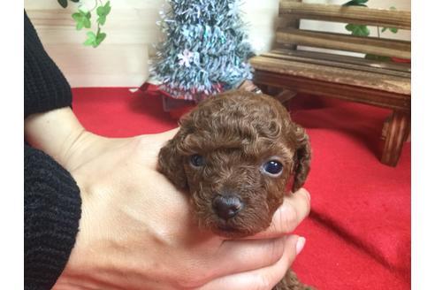 成約済の静岡県のトイプードル-62167の2枚目