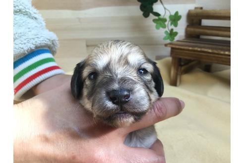 成約済の静岡県のチワックス:チワワ×ミニチュアダックスフンド-62186の1枚目