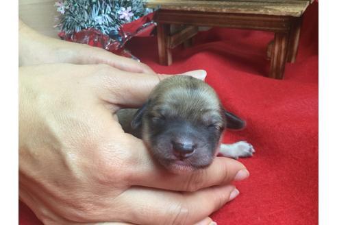 成約済の静岡県のチワックス:チワワ×ミニチュアダックスフンド-62186の2枚目