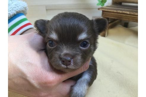 成約済の静岡県のチワワ(ロングコート)-62188の4枚目