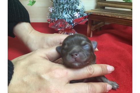 成約済の静岡県のチワワ(ロングコート)-62188の2枚目