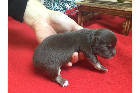 成約済の静岡県のチワワ(ロングコート)-62188の1枚目