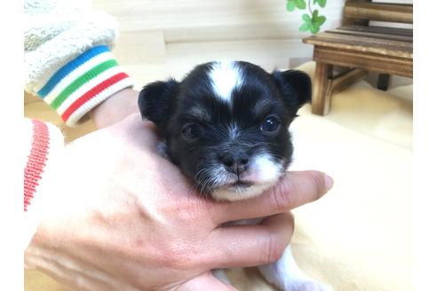 成約済の静岡県のチワワ(ロングコート)-62189の1枚目