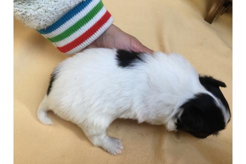 成約済の静岡県のチワワ(ロングコート)-62189の4枚目