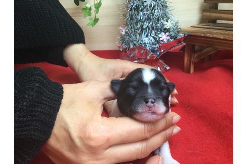 成約済の静岡県のチワワ(ロングコート)-62189の3枚目