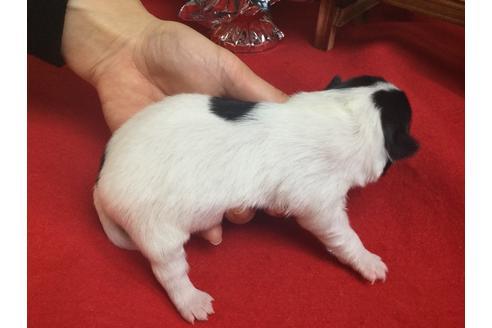 成約済の静岡県のチワワ(ロングコート)-62189の2枚目