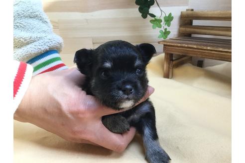 成約済の静岡県のチワワ(ロングコート)-62190の1枚目