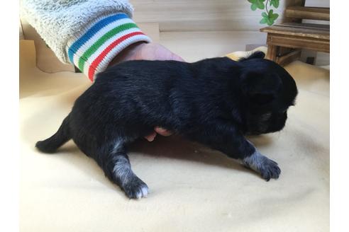 成約済の静岡県のチワワ(ロングコート)-62190の4枚目