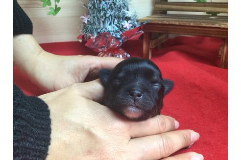 成約済の静岡県のチワワ(ロングコート)-62190の3枚目