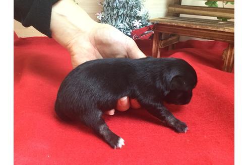 成約済の静岡県のチワワ(ロングコート)-62190の2枚目