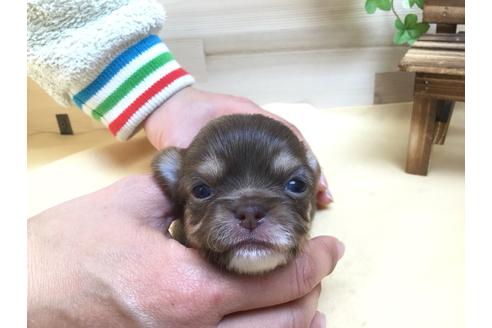 成約済の静岡県のチワワ(ロングコート)-62191