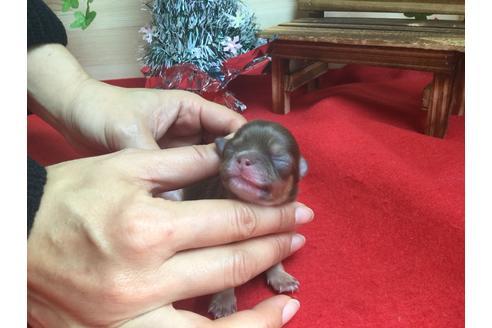 成約済の静岡県のチワワ(ロングコート)-62191の2枚目