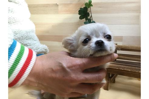 成約済の静岡県のチワワ(ロングコート)-62193