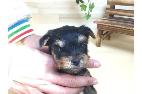 成約済の静岡県のヨークシャーテリア-61898の7枚目