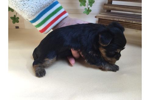 成約済の静岡県のヨークシャーテリア-61898の6枚目