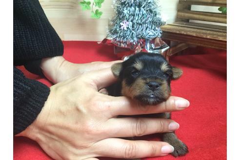 成約済の静岡県のヨークシャーテリア-61898の5枚目