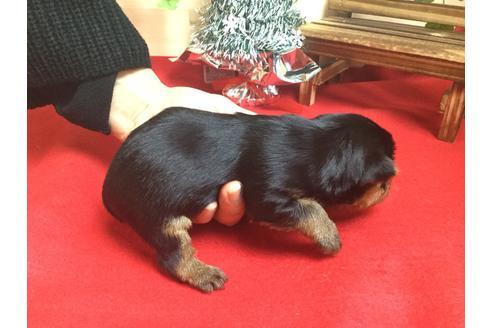 成約済の静岡県のヨークシャーテリア-61898の4枚目