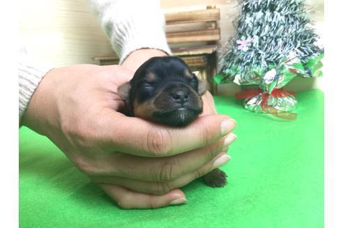 成約済の静岡県のヨークシャーテリア-61898の3枚目