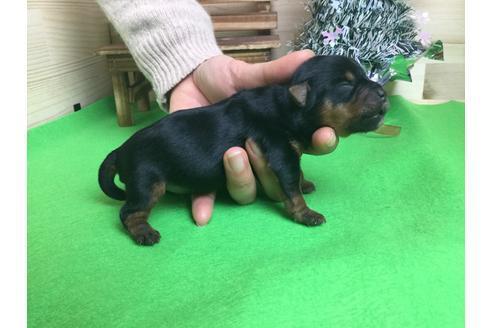 成約済の静岡県のヨークシャーテリア-61898の2枚目