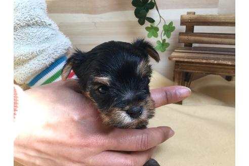 成約済の静岡県のヨークシャーテリア-61900の6枚目