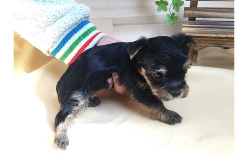 成約済の静岡県のヨークシャーテリア-61900の5枚目