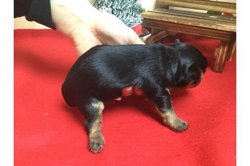 成約済の静岡県のヨークシャーテリア-61900の4枚目