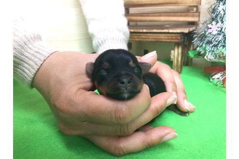 成約済の静岡県のヨークシャーテリア-61900の3枚目