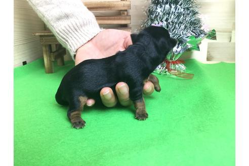 成約済の静岡県のヨークシャーテリア-61900の2枚目