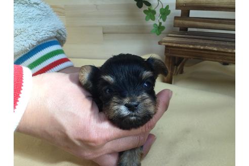 成約済の静岡県のヨークシャーテリア-61901の4枚目