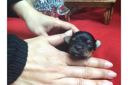 成約済の静岡県のヨークシャーテリア-61901の3枚目