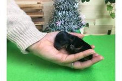 成約済の静岡県のヨークシャーテリア-61901の2枚目