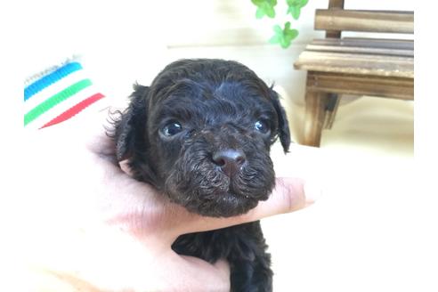 成約済の静岡県のトイプードル-61903の5枚目