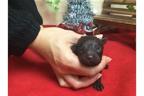 成約済の静岡県のトイプードル-61903の4枚目