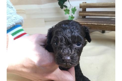 成約済の静岡県のトイプードル-62195の5枚目