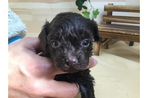 成約済の静岡県のトイプードル-62196の5枚目